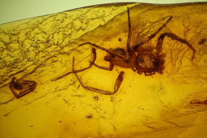 Fossil Spider (Araneae) in Baltic Amber #159844